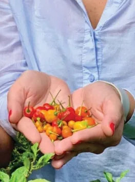 A handful of freshly harvested ají peppers